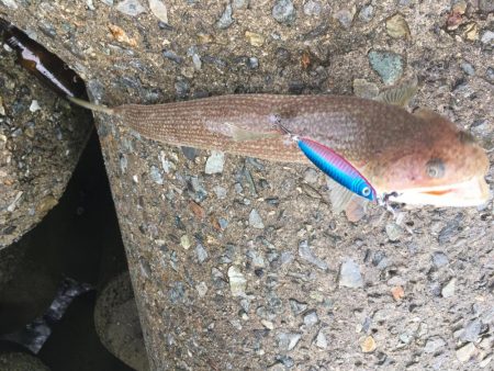雨の中でショアジギング